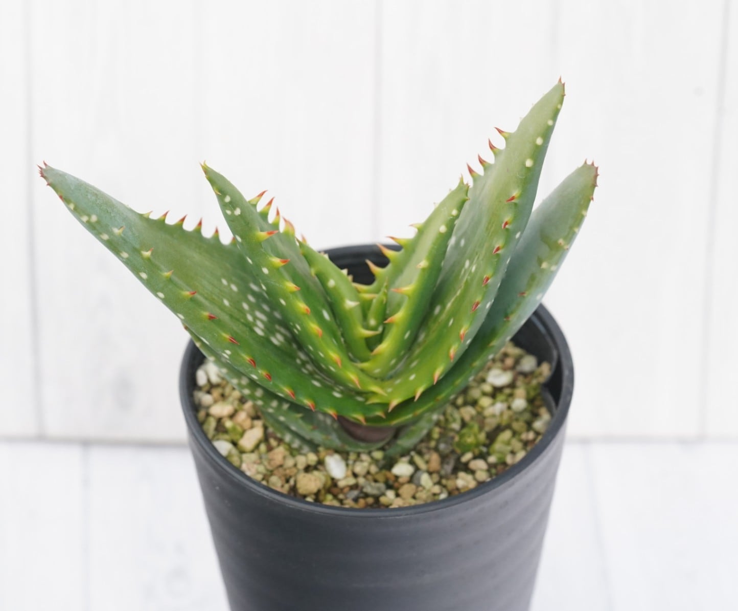 アロエ・ミクロスティグマ 3.5号鉢 | | 多肉・塊根植物,アロエ | 四国