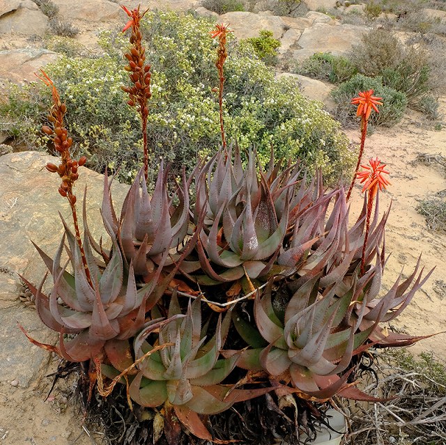 アロエ　ミクロスティグマ大株 アロエ ミクロスティグマ 3株 実生 抜き苗 - メルカリ