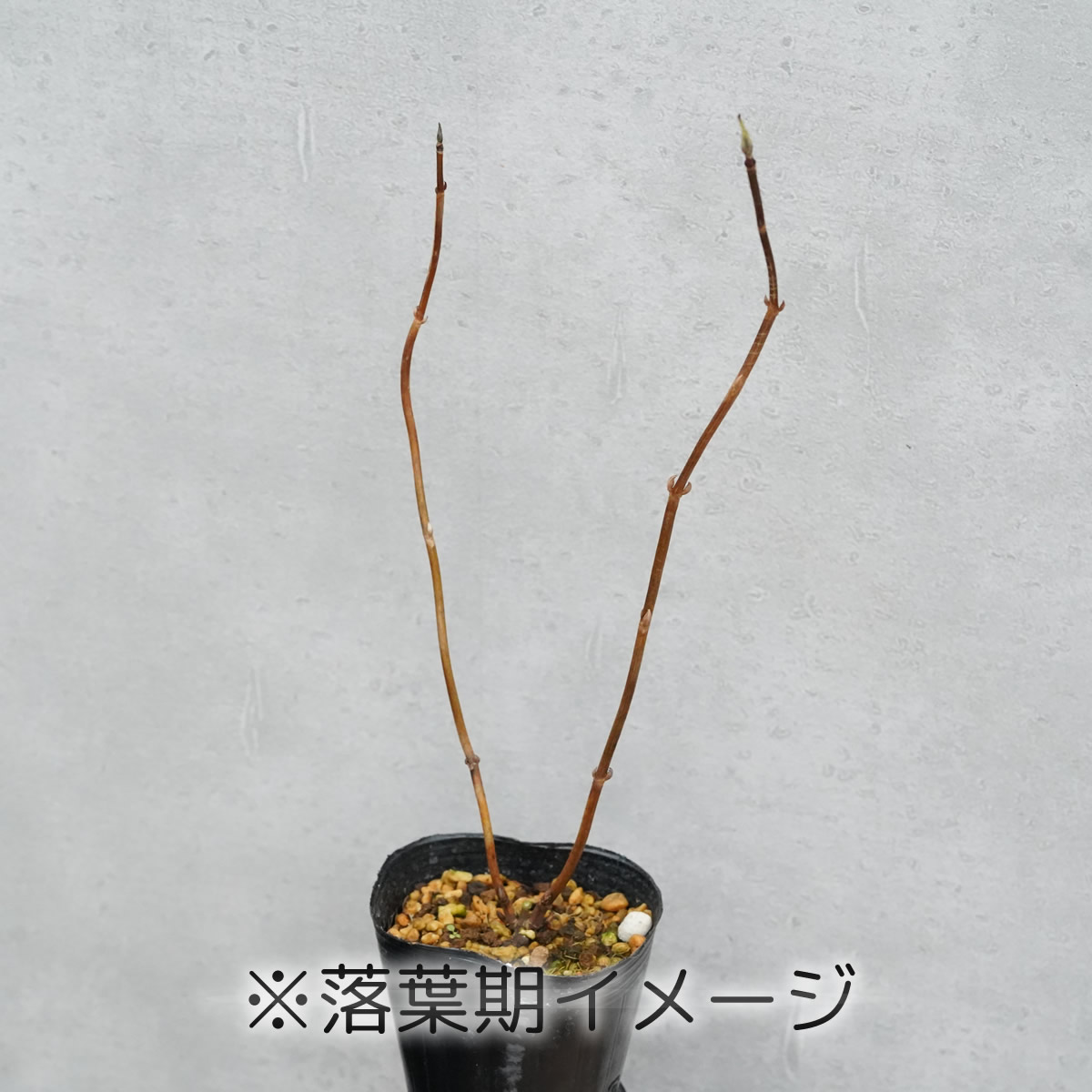 2025年開花見込み》ヤマアジサイ「美栄の華」 3号ポット