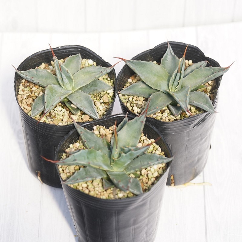 �����١���󥿥�  [�֥롼�� 3����󥰥ݥåȡ���3�����å�