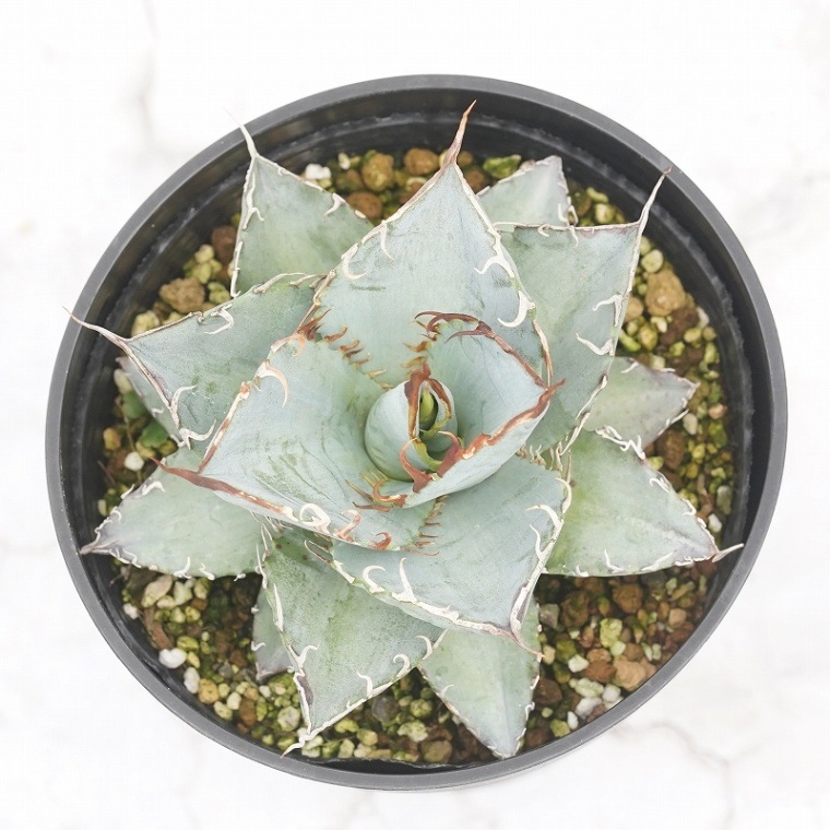 アガベ・チタノタ「パープル・レース」 4.5号鉢 | | アガベ