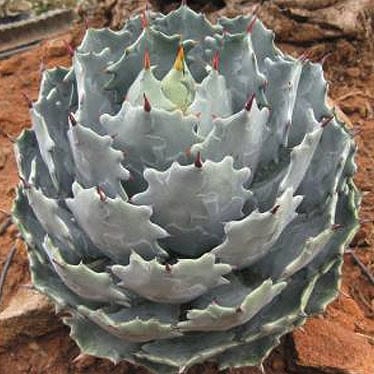 特選メリクロン株】アガベ・イシスメンシス 4号ロングポット