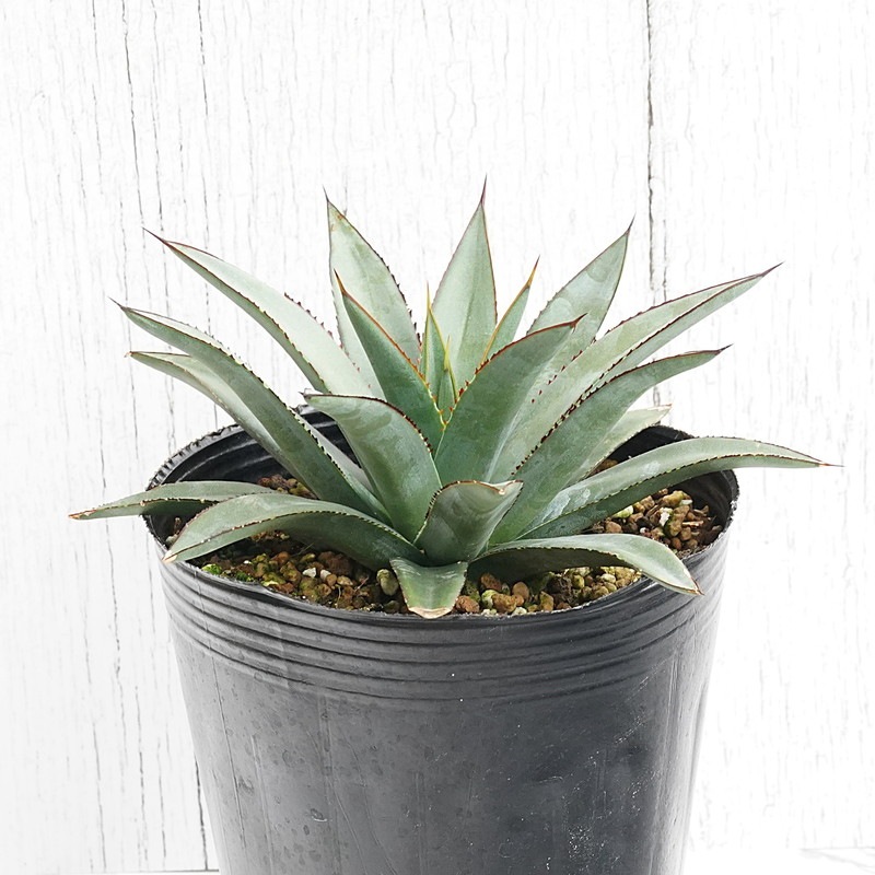 アガベ「ブルー・エンペラー」 4号ロングポット | | アガベ