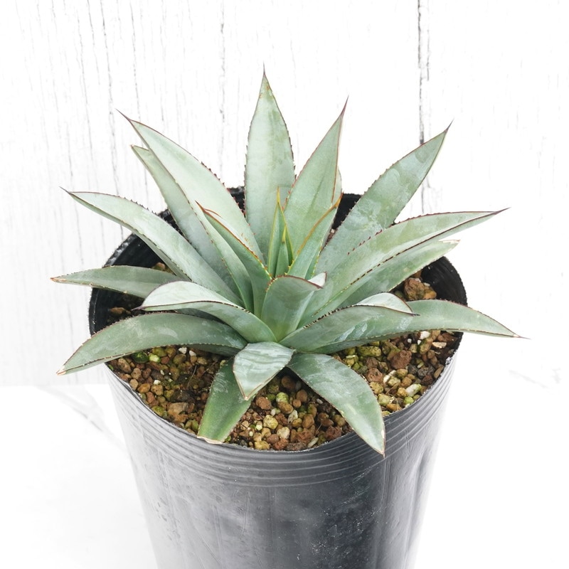 アガベブルーエンペラー❤️レア アガベ ブルーエンペラー(Agave cv. 'Blue Emperor