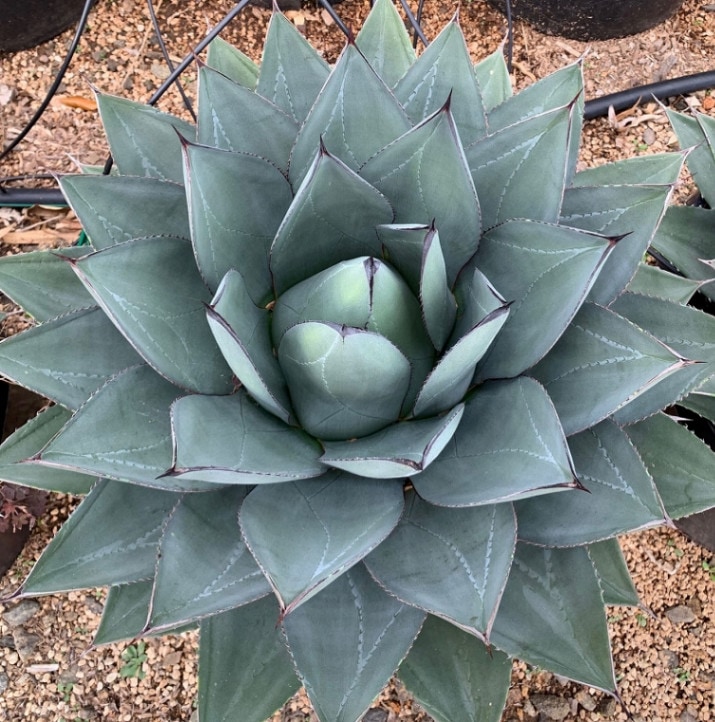 ジ*男様 アガベ　AGAVE　ハイブリッド　パラサナ　パリー　オバティフォリア アガベ ハイブリッド 'オバティフォリア × パリー トランカータ' Agave