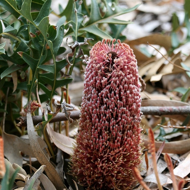 バンクシア・ブレクニフォリア 4号ロングスリット鉢 | | ネイティブ