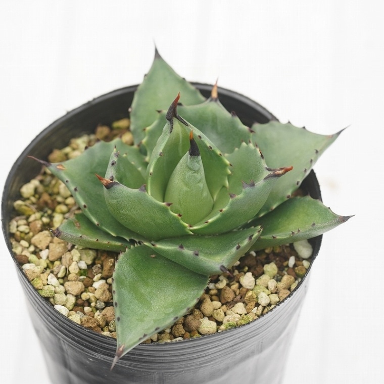 アガベ サブシンプレックス錦 コンパクトなタイプ 親サイズ