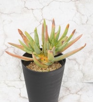 ����������⥷�å��ޡ�4.5��ȭ