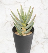 ���������ǥ����ȥޡ�4.5��ȭ