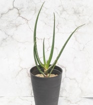 ���������С��٥饨��4.5��ȭ