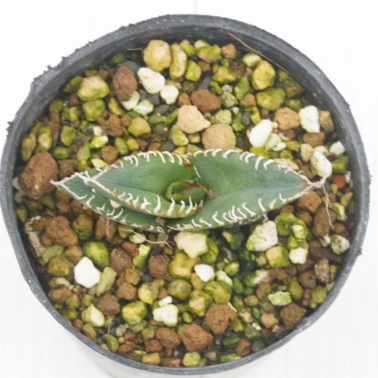 選抜株】アガベ・オテロイ 