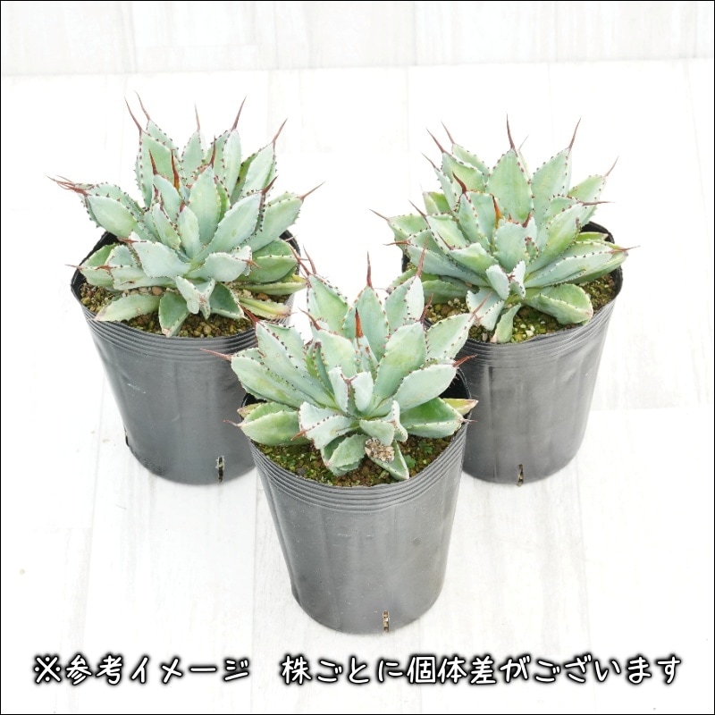 アガべ ポタトラム キュービック♡ 【レア高品質】　4号ポット♡ 希少種 アガベ・ポタトラム「キュービック」 4号ロングポット | | アガベ