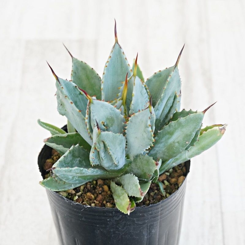 アガベ・ポタトラム「キュービック」 3号ロングポット | | アガベ