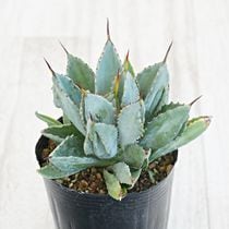 アガベ・チタノタ「ブルー」 2号ロングポット チタノータ