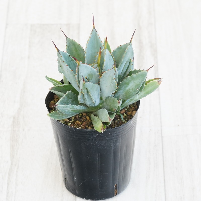 アガベ・ポタトラム「キュービック」 3号ロングポット