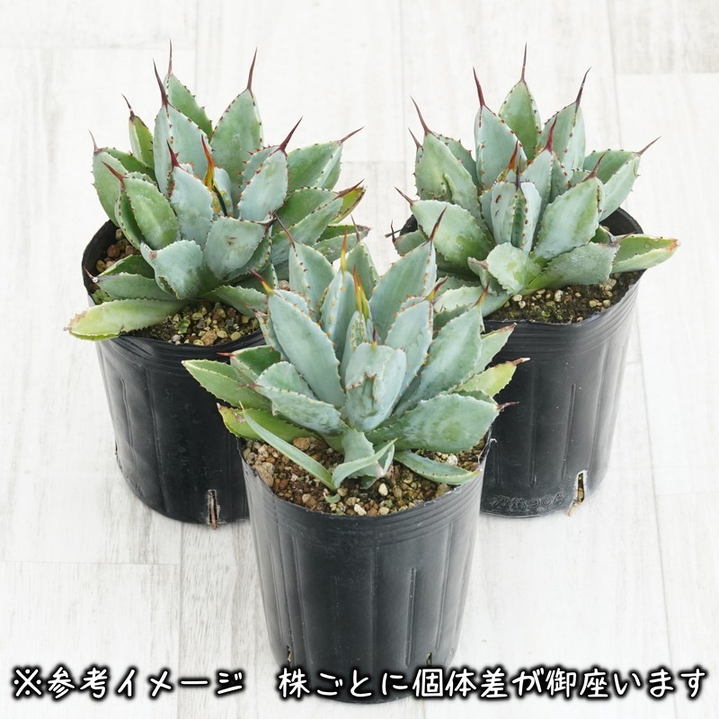 アガベ・ポタトラム「キュービック」 3号ロングポット | | アガベ