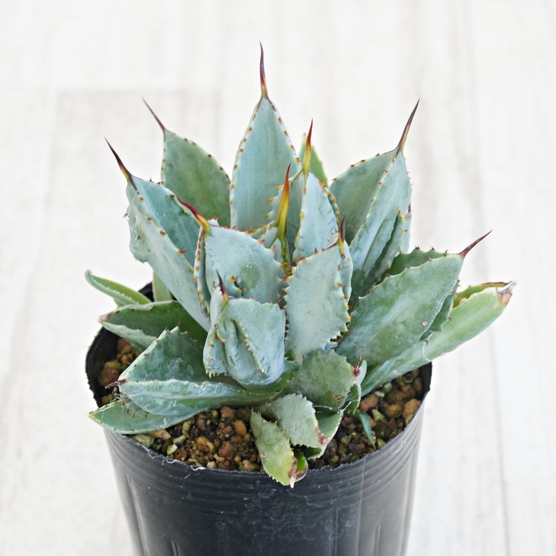 アガベ・ポタトラム「キュービック」 3号ロングポット