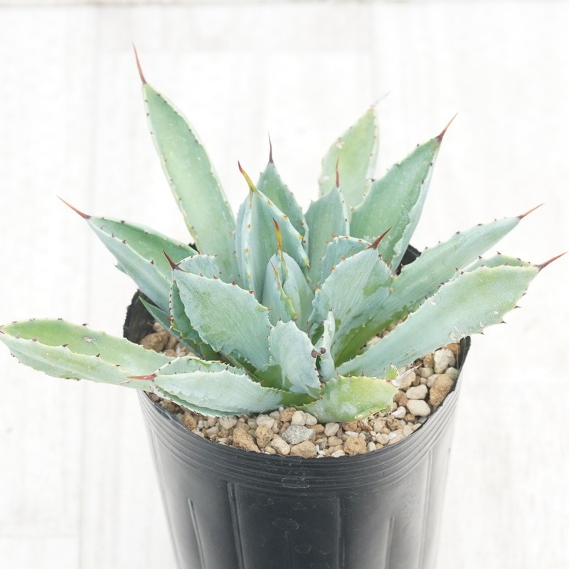 60株多肉植物 アガベ　ポタトラム　キュービック アガベ ポタトラム キュービック / Agave potatorum cubic / PC-