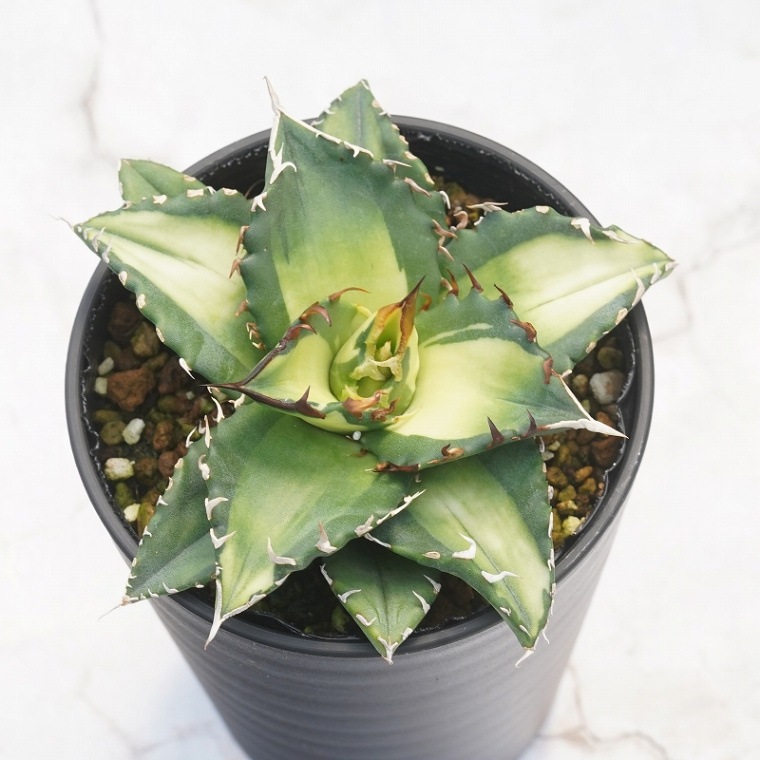 アガベ・チタノタ 「夕映」中斑 ※ソーラーエクリプス 3.5号鉢