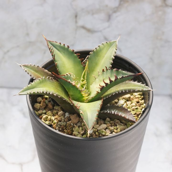 レッドキャットウィーズル　ノーネームオテロイ　子株セット Agave titanota 'Red Catweezle' を子株から育ててみる – ゆるぷ