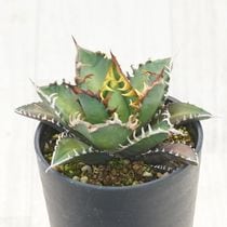 アガベチタノタ狼人　現品鉢ごと発送 アガベ チタノタ 狼人 / Agave titanota were wolf | Amour.
