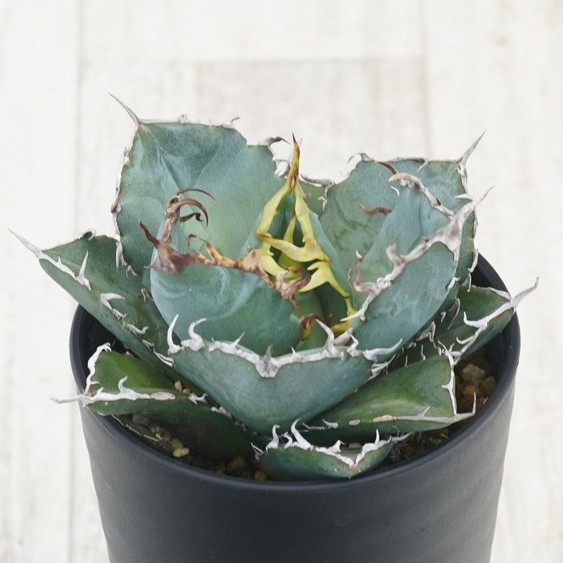 アガベ　チタノタ　江隈白鯨 アガベ チタノタ '江隈白鯨' Agave titanota 'White whale' 昨日