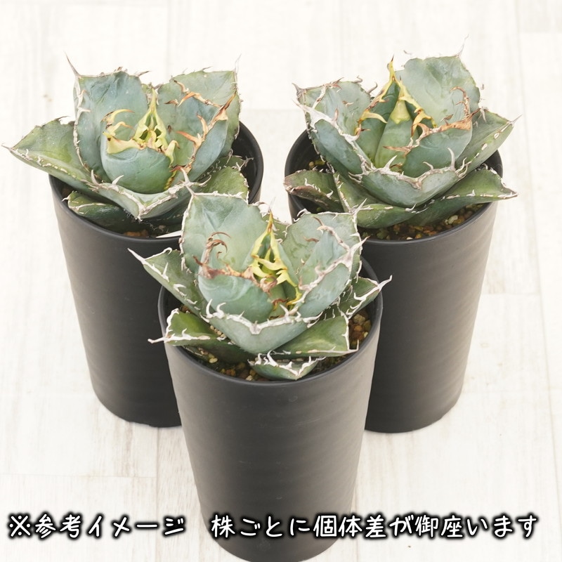 アガベ チタノタ 白鯨 アガベ・チタノタ白鯨（小）-055｜agave titanota white whale |