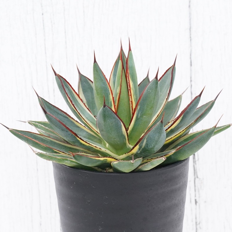 アガベ「バーント・バーガンディ」覆輪 3.5号鉢 | | アガベ