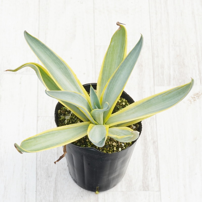 アガベ・デスメティアナ「ブルームーン」 4号ロングポット | | アガベ