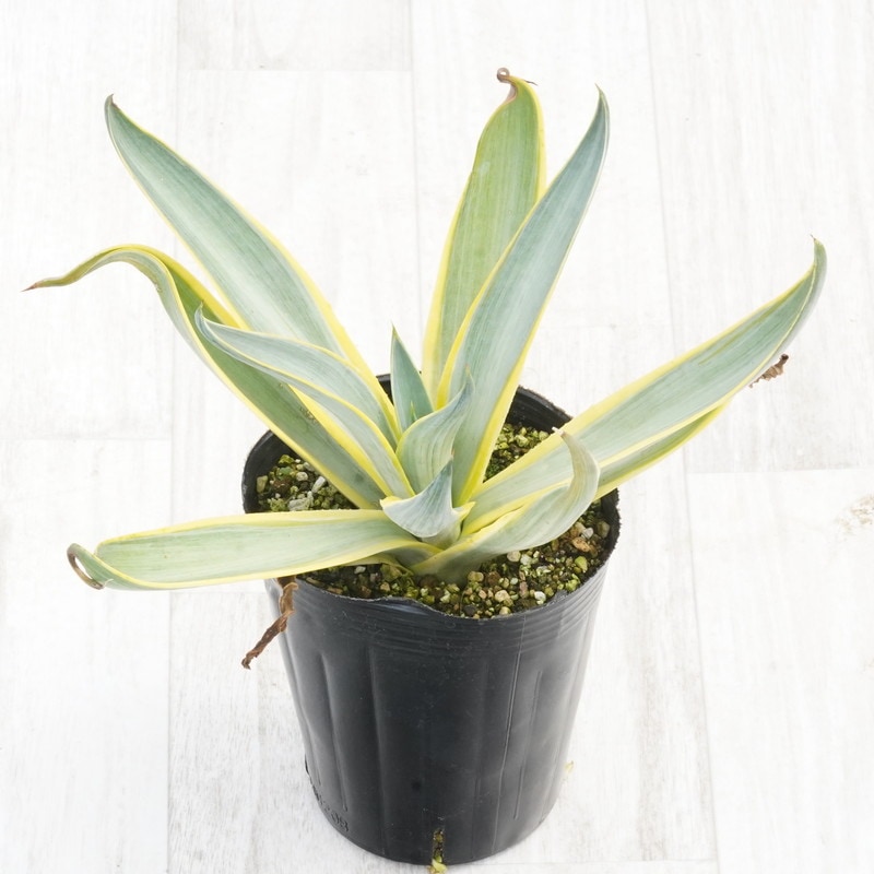 多肉植物 アガベ デスメティアナ ブルームーン / 銀河旅人 小株 21株同梱 多肉植物 アガベ デスメティアナ ブルームーン / 銀河旅人 小株 21株同