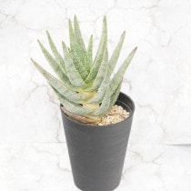 ���������ǥ����ȥޡ֥ʥߥӥ��ס�4.5��ȭ