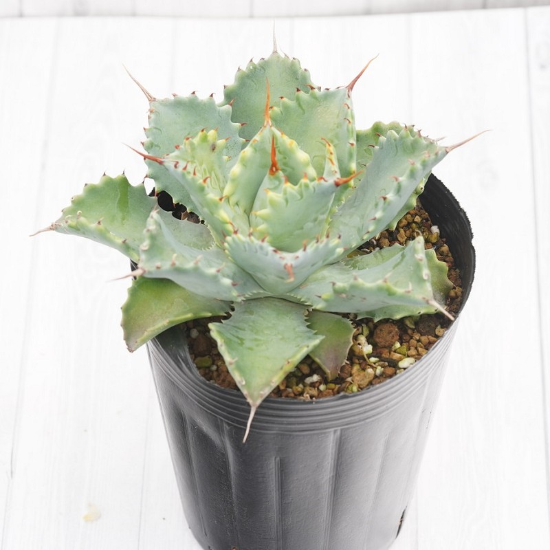 ��������ꥯ������ۥ����١���������󥷥���3����󥰥ݥå�