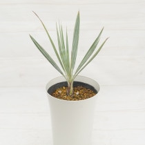 �֥�إ�������ޡ�����7��ȭ