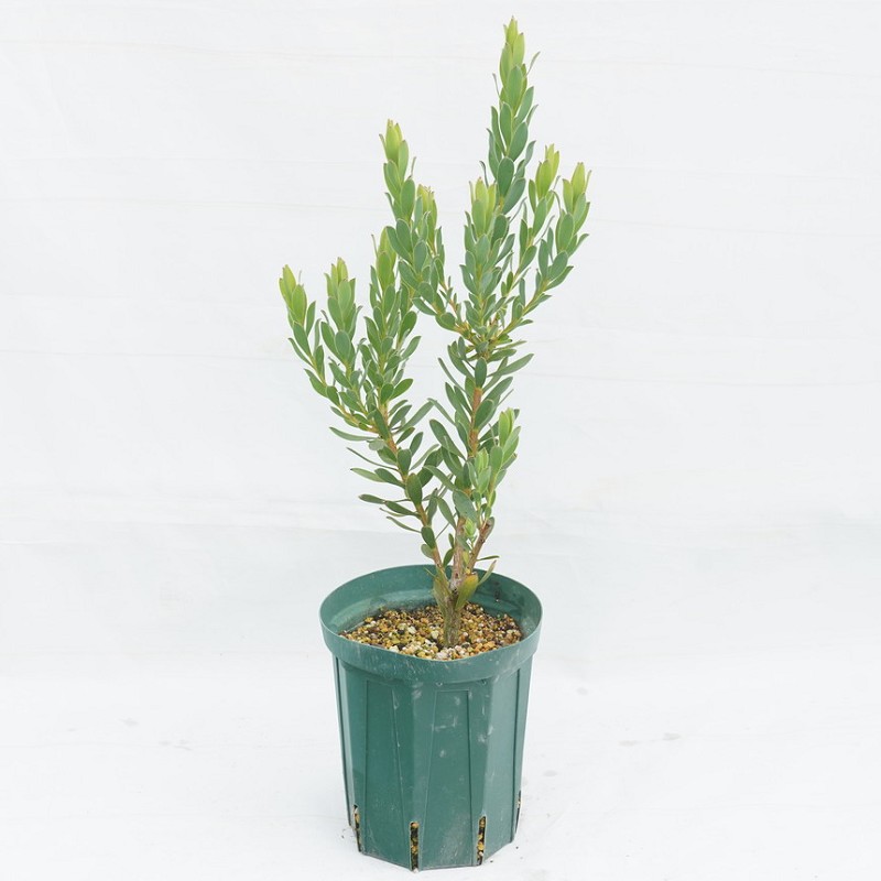 リューカデンドロン「ハワイアン・サンライズ」 5号ロングスリット鉢