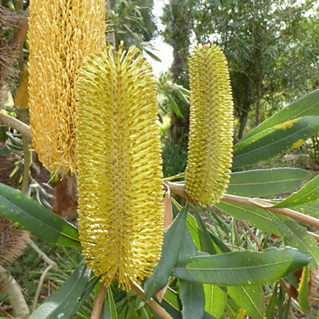 バンクシア　パルドサ　6号（バンクシア、グレビレア、リューカデンドロン） 現品】バンクシア・パルドゥーサ(バンクシア・パルドサ) 11 号 5E番