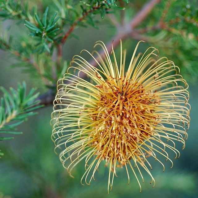 バンクシア　プラエモーサ　イエロー　ネイティブプランツ　苗　ドライガーデン バンクシア・プラエモーサ「イエロー」 4号ロングポット