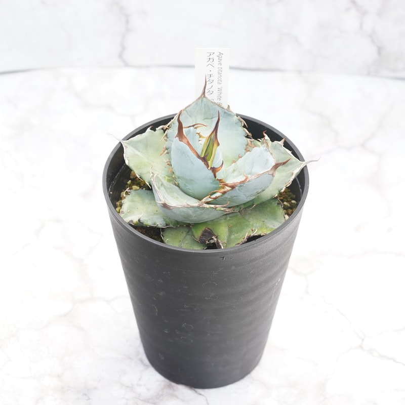 ١Υ֥ۥ磻ȡС4.5ȭ