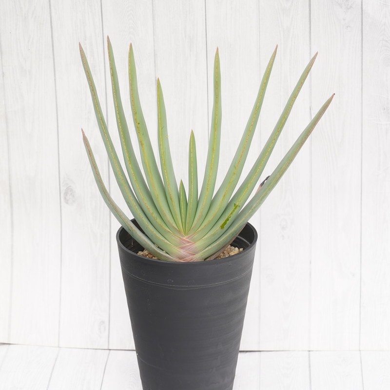 アロエ　プリカティリス　3頭　幹太　ドライガーデン アガベ　多肉　観葉植物 Amazon.co.jp: アロエ プリカティリス 実生 多肉植物 観葉植物 ドライ