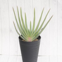 ���������ץꥫ�ƥ��ꥹ��4.5��ȭ