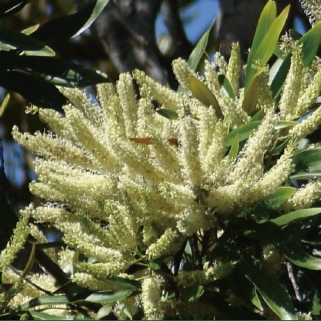 超希少シルバーリーフグレビレア 超豪華4品種4本セット 超希少シルバーリーフグレビレア 超豪華4品種4本セット 超希少シルバー