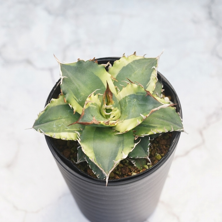 �����١������Υ� ��ͼ�ǡ�ʤ�ء�3.5��ȭ