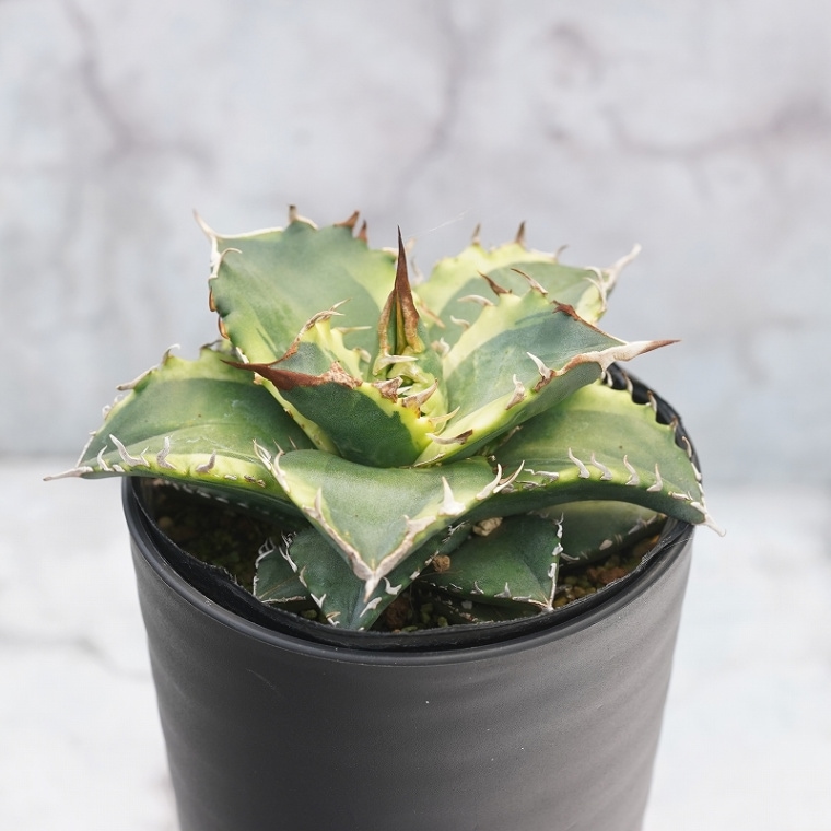 アガベ・チタノタ 「夕映」覆輪 3.5号鉢 | | チタノタ銘品シリーズ