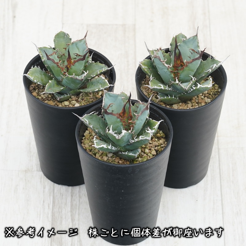 アガベ・チタノタ「阿修羅（アシュラ）」 3.5号鉢 | | チタノタ