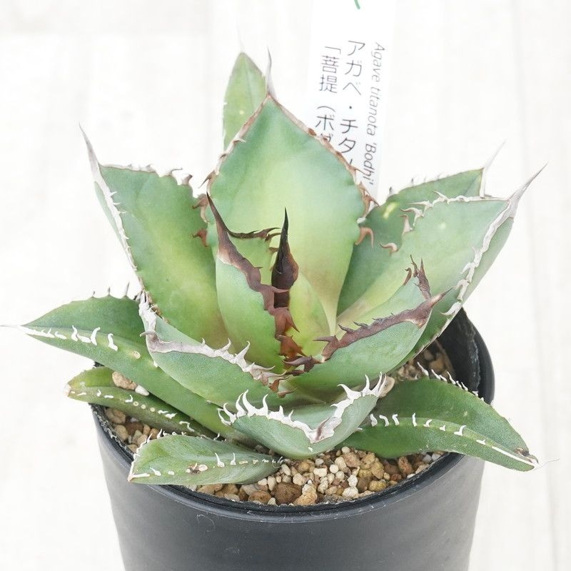 アガベ・チタノタ「シャークソード」※菩提（ボダイ） 3.5号鉢