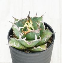 �����١������Υ��ֳ����ʥ��������ˡ� 3.5��ȭ