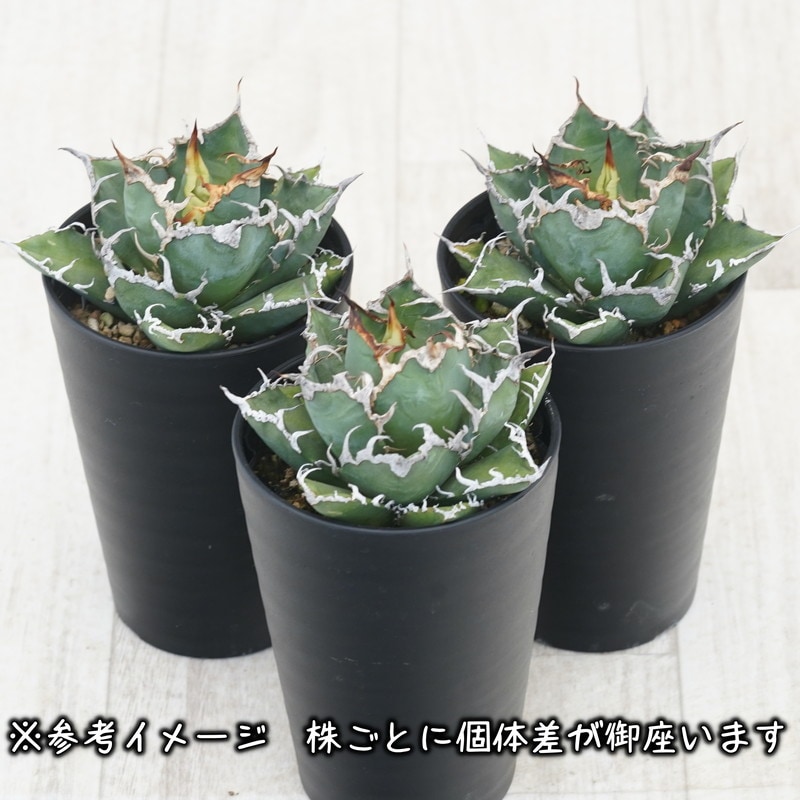 アガベ・チタノタ「凱撒（シーザー）」 3.5号鉢 | | チタノタ銘
