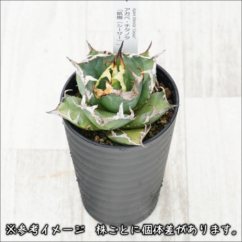 アガベ・チタノタ「凱撒（シーザー）」 3.5号鉢 | | チタノタ銘品