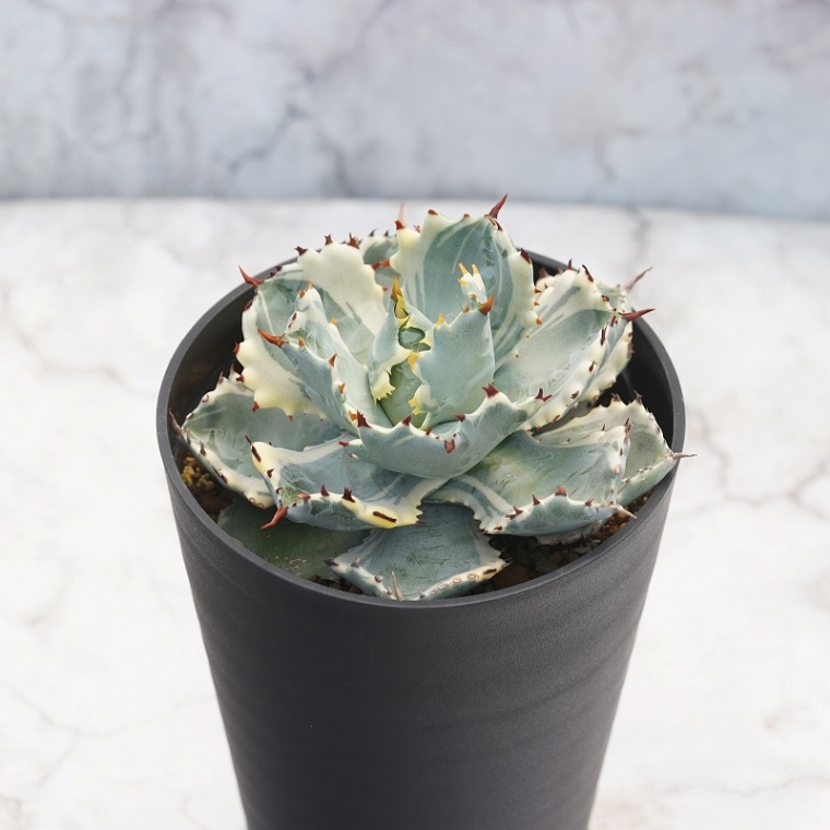 アガベ カブトガニ錦 アガベ カブトガニ錦 (兜蟹錦) ​どこからみてもかわいくて綺麗な