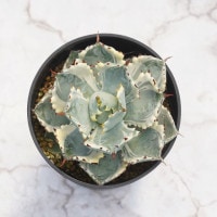 アガベ・カブトガニ錦 4.5号鉢 | | アガベ（リュウゼツラン） | 四国