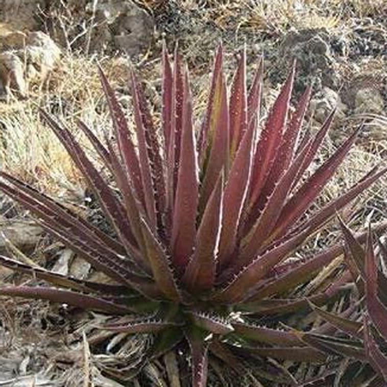 アガベケルチョベイ ファジャパン・レッド親株